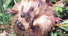 Hedgehog rolling up – 1