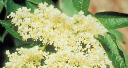 European black elder flower