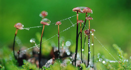 Dew drops on spiderwebs and mushrooms