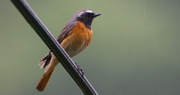 Common redstart