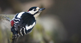 Great spotted woodpecker