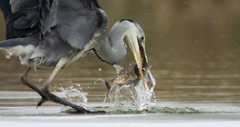 Grey heron fishing