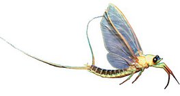 Long-tailed mayfly