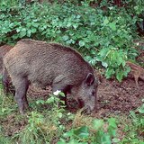 Wild boars