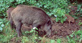 Wild boars