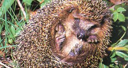 Hedgehog rolling up – 2