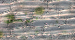 Plant epidermal cells