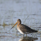 Black-tailed godwit