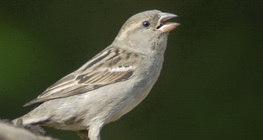 House sparrow