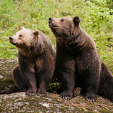 Brown bears