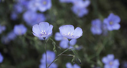Flax flower