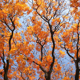 Trees in the autumn