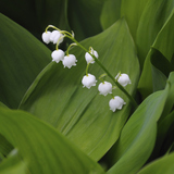 Lily of the valley