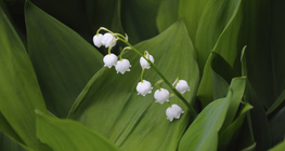 Lily of the valley