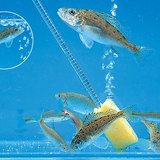 Fish in the aquarium