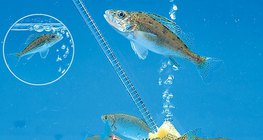 Fish in the aquarium