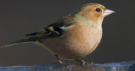 Common chaffinch