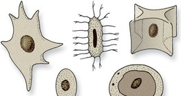 Cell nuclei of various shapes