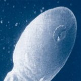 Здрави сперматозоиди