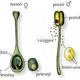A virág ivarlevelei
