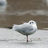 Black-headed gull