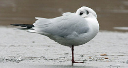 Black-headed gull