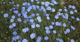 Flax flower