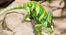 Chameleon