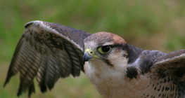 Peregrine falcon
