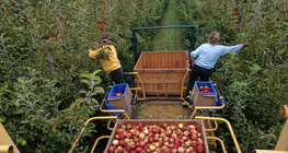 Apple picking