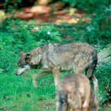 The ancestor of dogs: the wolf