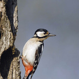 Great spotted woodpecker (female)