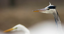 Grey heron head
