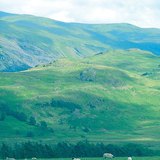 Sheep grazing in Great Britain