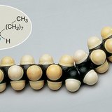 Space-filling model of an oleic acid molecule