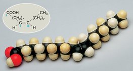 Space-filling model of an oleic acid molecule