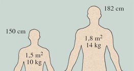 The weight and the surface area of the human skin