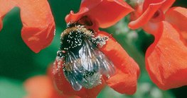 A bee looking for food