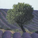 Lavender cultivation