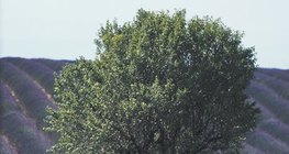 Lavender cultivation