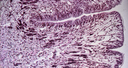 Snail foot cross section