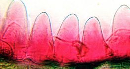 Cross section of flower petal (Primula, the petal is velvety due to the papillae)