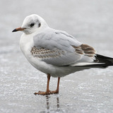 Black-headed gull