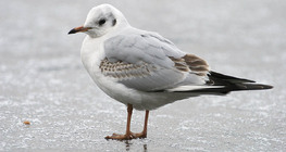 Black-headed gull