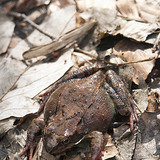 Common frog