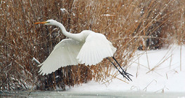 Great egret in flight