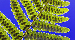 Male fern leaf