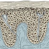 Epidermis and dermis