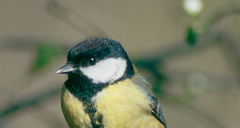 Great tit