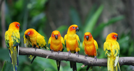 Parrots